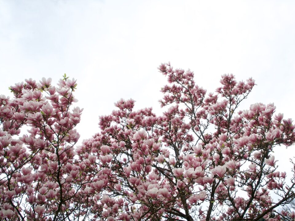 découvrez l'art de la préservation des magnolias, une passion pour conserver la beauté de ces arbres majestueux. apprenez des techniques efficaces pour assurer leur croissance et leur floraison, tout en préservant leur habitat naturel.