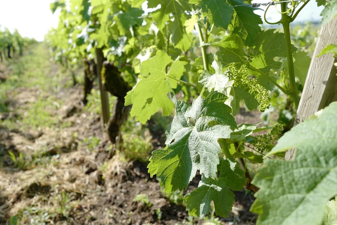 découvrez le vinaigre de champagne, une délicieuse alternative aux vinaigres traditionnels. apportez une touche d'élégance à vos plats et sauces grâce à son goût raffiné et ses notes fruitées. idéal pour les vinaigrettes, marinades et déglacer vos recettes, il rehausse chaque bouchée avec finesse. essayez-le dès aujourd'hui et éveillez vos papilles !