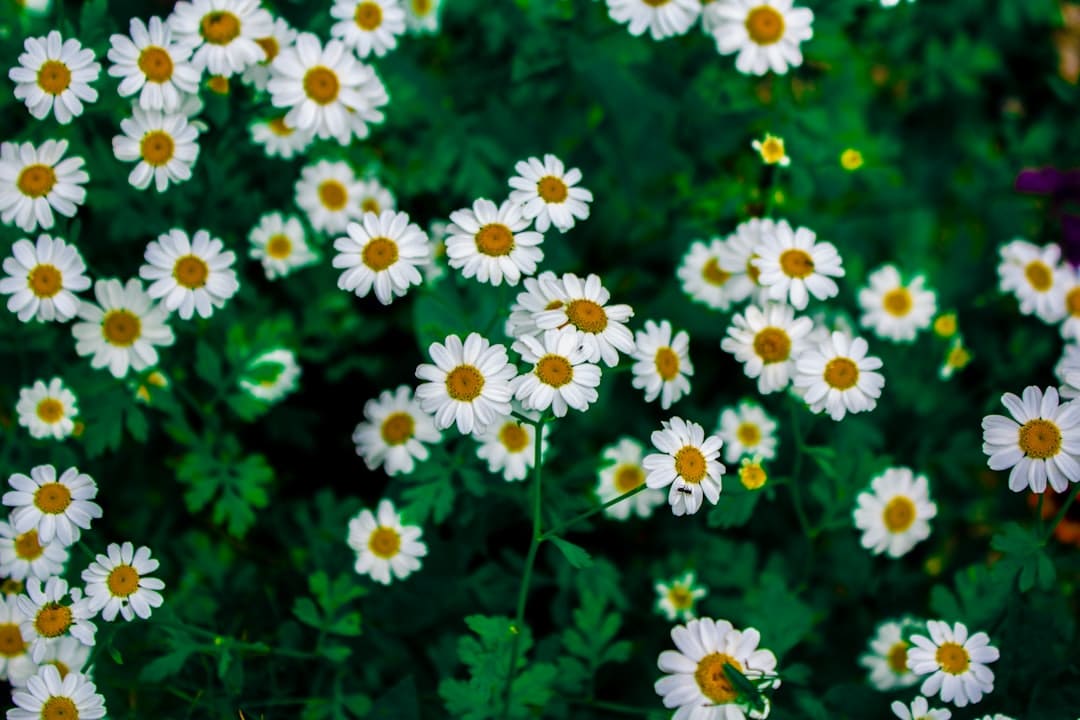 découvrez la beauté unique de la peau de châtaigne, un ton riche et chaleureux qui évoque la nature. apprenez à l'intégrer dans votre style et votre maquillage pour rehausser votre éclat naturel.