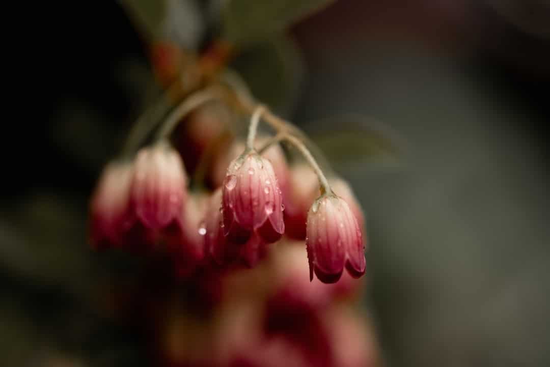 Descubra las mejores prácticas para preservar las magnolias para proteger su belleza y diversidad. aprenda cómo cuidar estos majestuosos árboles mientras preserva su entorno natural.