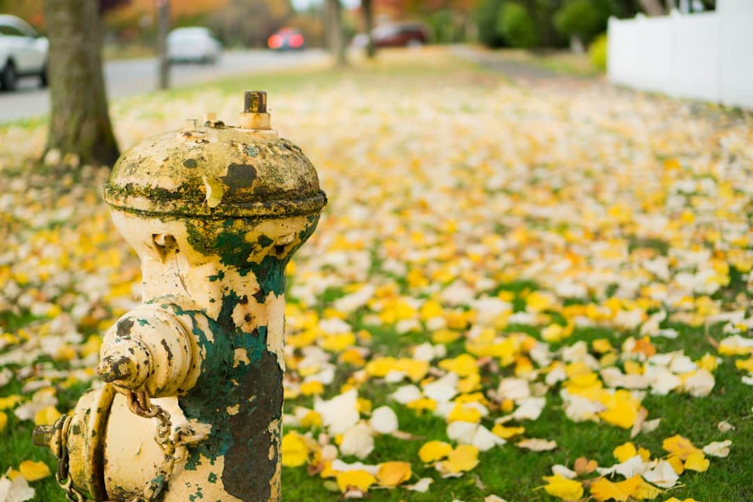 Entdecken Sie die Kunst der Konservierung von Magnolien, eine wesentliche Technik zum Schutz dieser herrlichen Pflanze. Entdecken Sie unsere Tipps, wie Sie die Gesundheit Ihrer Bäume erhalten und ihre leuchtende Blüte das ganze Jahr über genießen können.